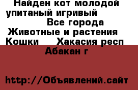 Найден кот,молодой упитаный игривый 12.03.2017 - Все города Животные и растения » Кошки   . Хакасия респ.,Абакан г.